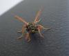 Polistes dominula